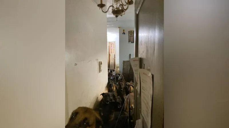 48 Köpek Şoku! Daireden Çıkanlar Herkesi Şoke Etti!